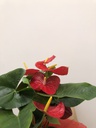 ANTHURIUM MITJÀ