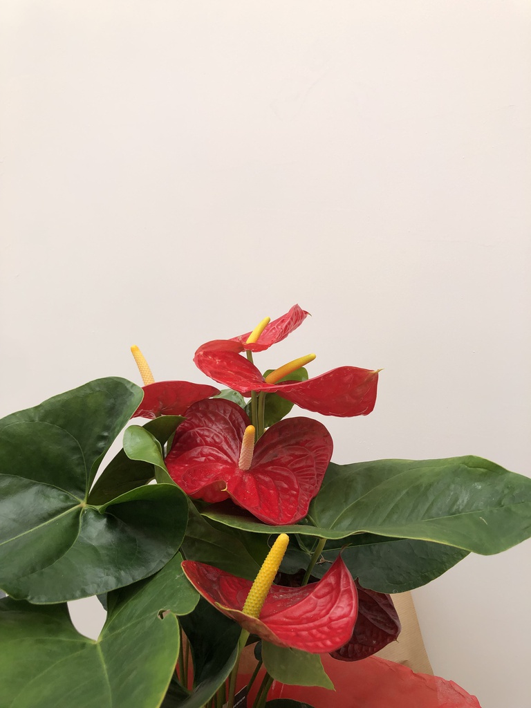 ANTHURIUM GRAN