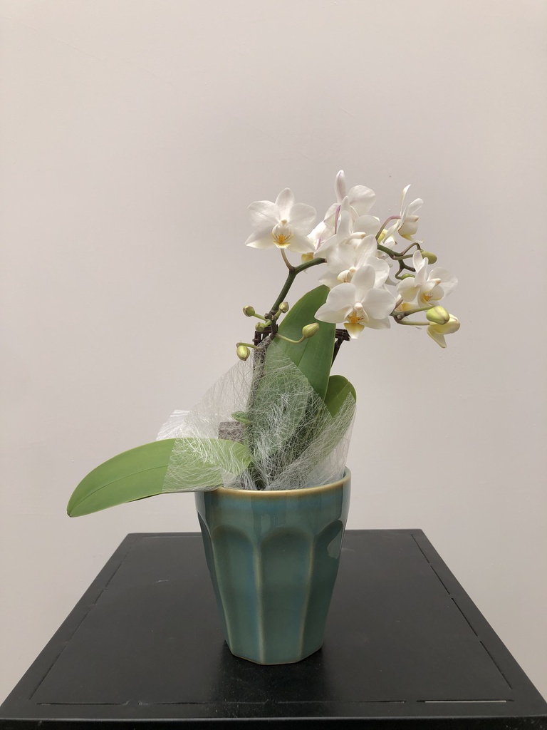 ORQUÍDIA MINI TEST &quot;VERD&quot;