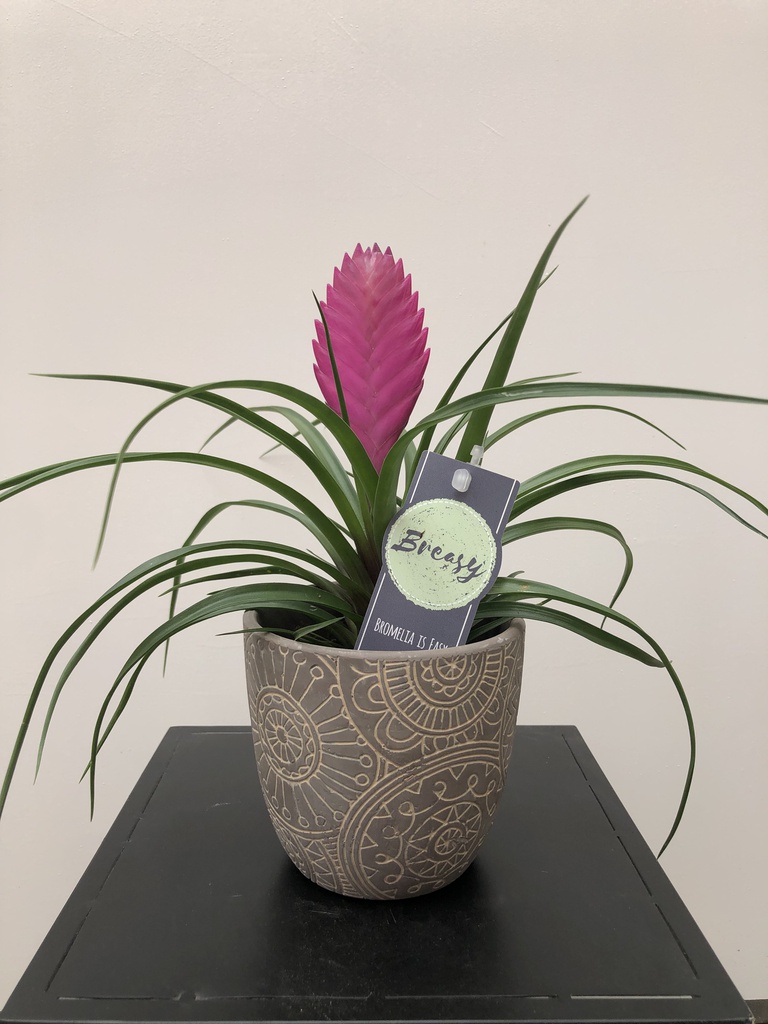 TILLANDSIA + TEST