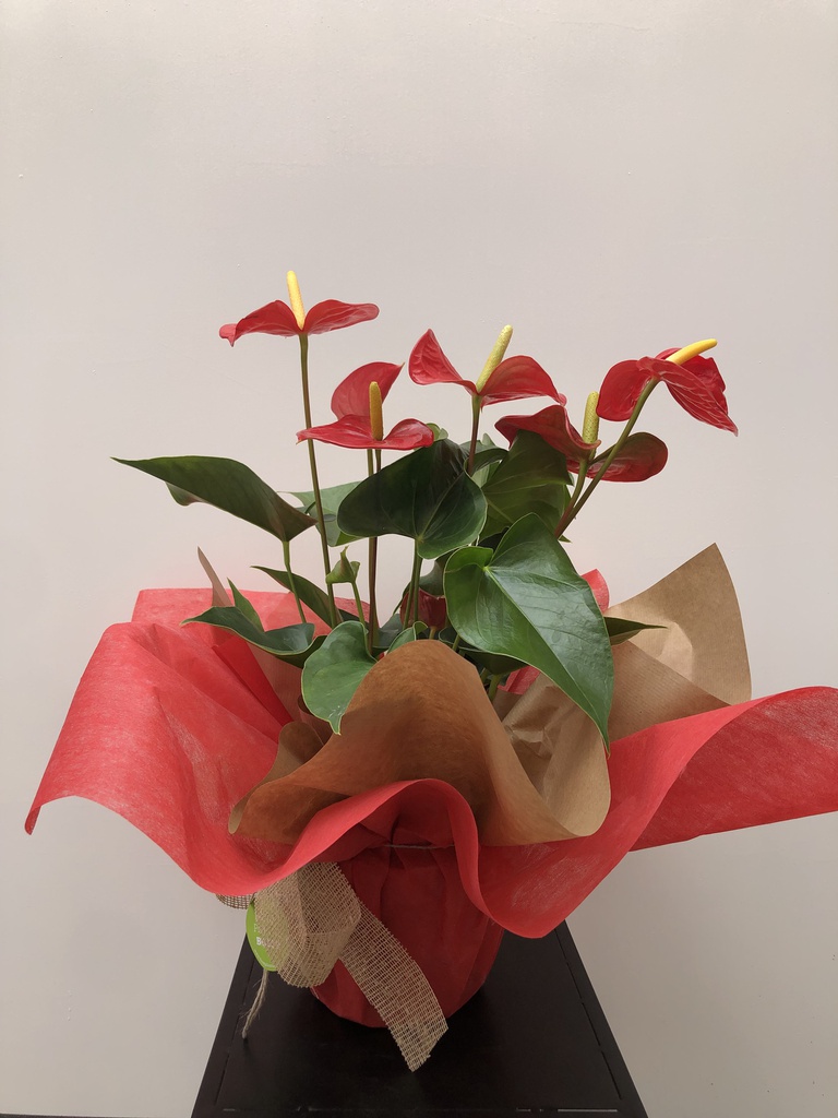 ANTHURIUM MITJÀ