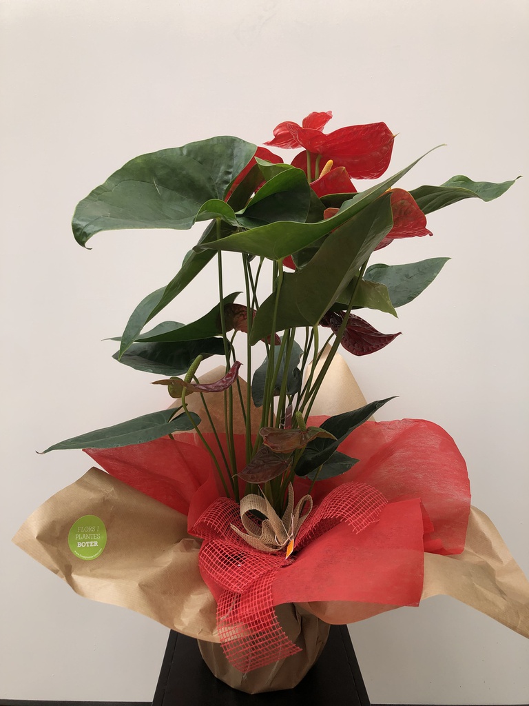 ANTHURIUM GRAN