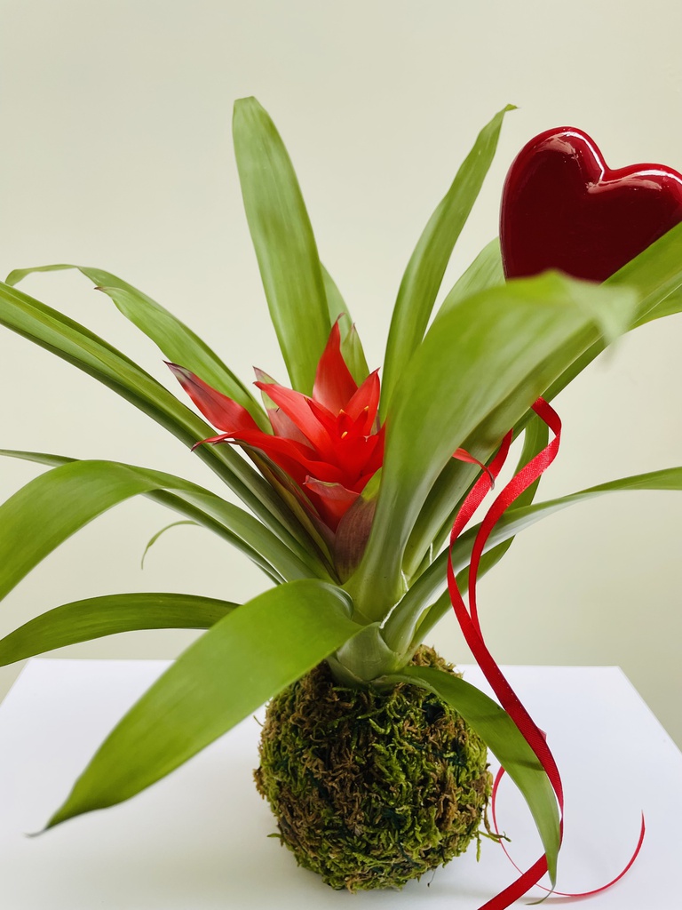 KOKEDAMA GUZMANIA