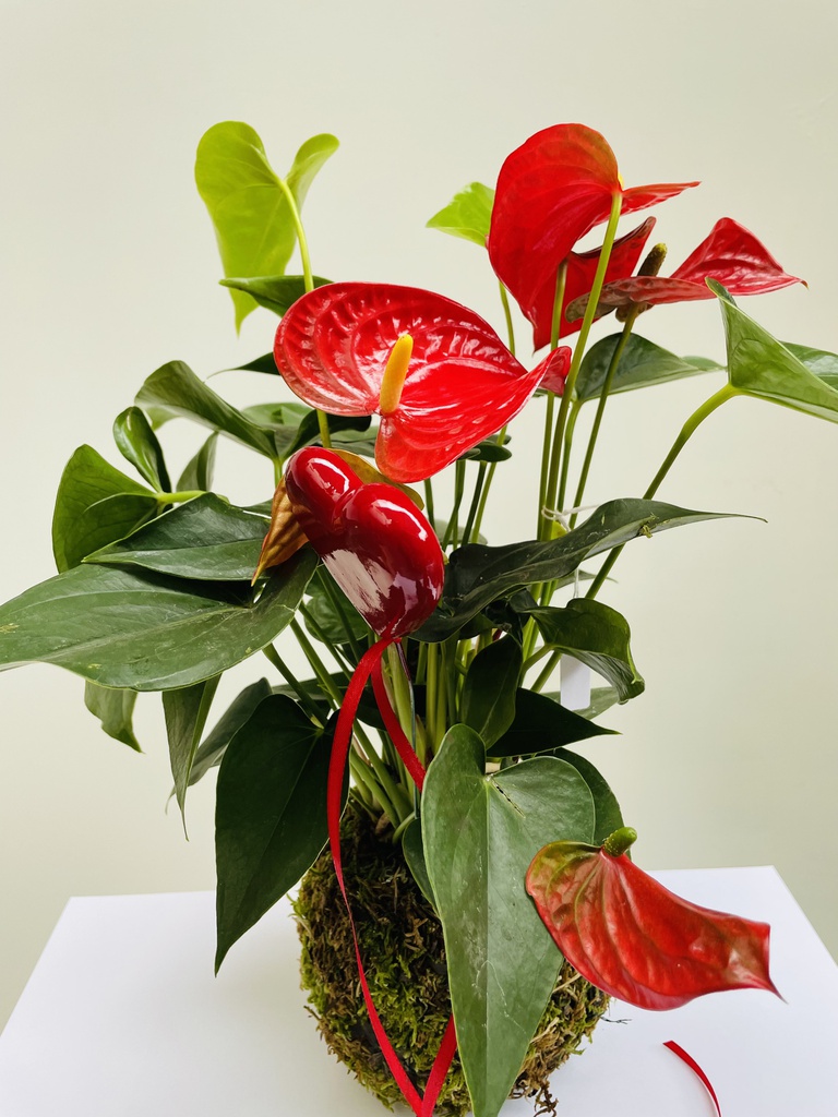 KOKEDAMA ANTHURIUM